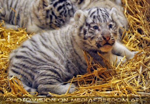 Die wei�en Tiger Vierlinge 14