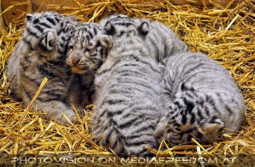 Die wei�en Tiger Vierlinge 18