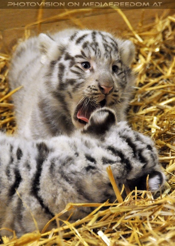 Die wei�en Tiger Vierlinge 33