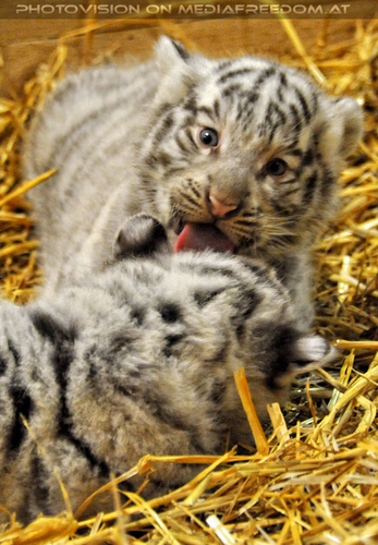 Die wei�en Tiger Vierlinge 34