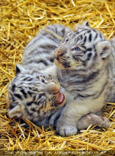 Die wei�en Tiger Vierlinge 40