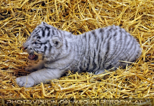 Die wei�en Tiger Vierlinge 48