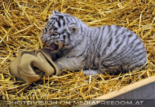 Die wei�en Tiger Vierlinge 49