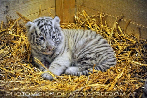 Die wei�en Tiger Vierlinge 58