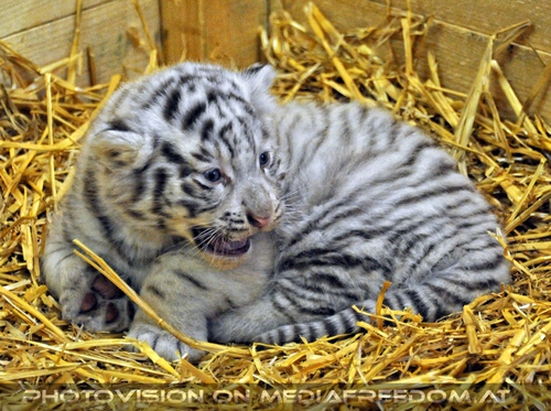 Die wei�en Tiger Vierlinge 60