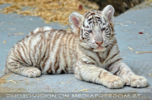 Kinderstube der wei�en Tiger Drillinge 10