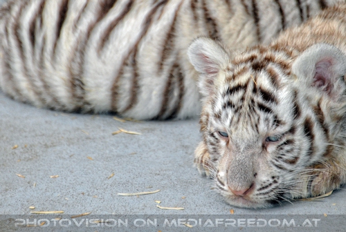 Kinderstube der wei�en Tiger Drillinge 11