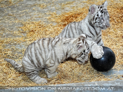 Kinderstube der wei�en Tiger Drillinge 19