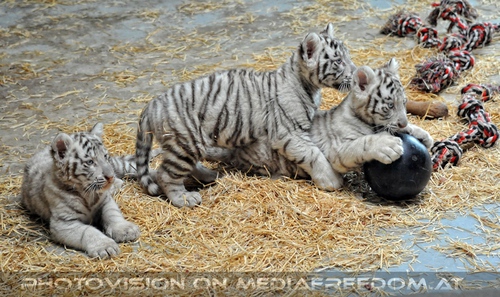 Kinderstube der wei�en Tiger Drillinge 21