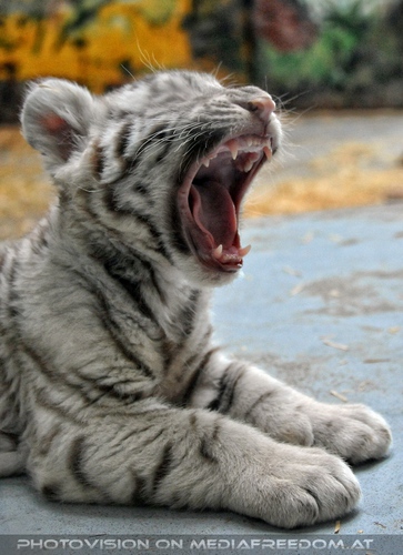 Kinderstube der wei�en Tiger Drillinge 25