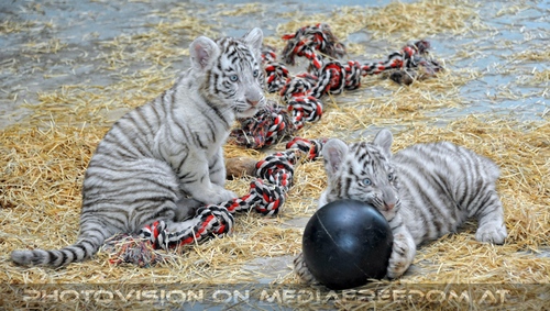 Kinderstube der wei�en Tiger Drillinge 26