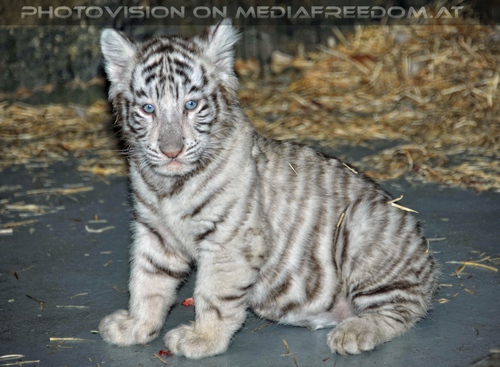 Kinderstube der wei�en Tiger Drillinge 29