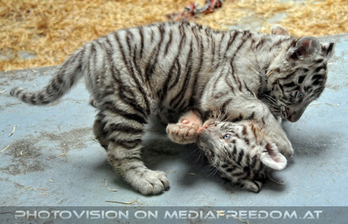 Kinderstube der wei�en Tiger Drillinge 31