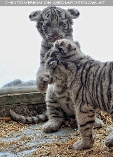 Kinderstube der wei�en Tiger Drillinge 42