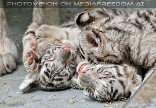 Kinderstube der wei�en Tiger Drillinge 49