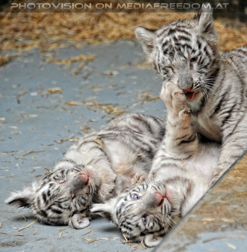 Kinderstube der wei�en Tiger Drillinge 50