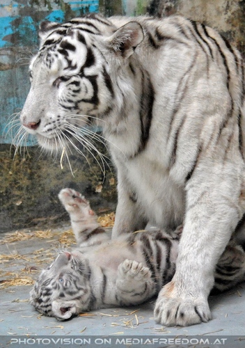 Kinderstube der wei�en Tiger Drillinge 52