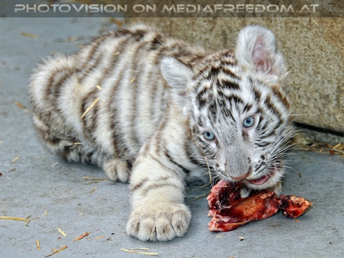 Kinderstube der wei�en Tiger Drillinge 53