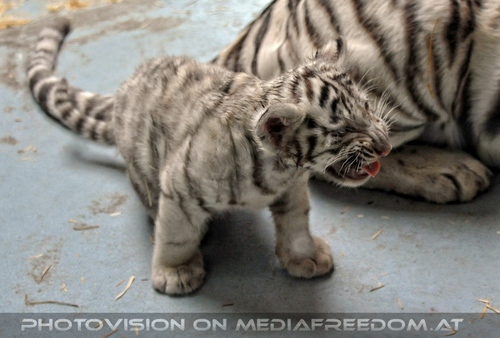 Kinderstube der wei�en Tiger Drillinge 57