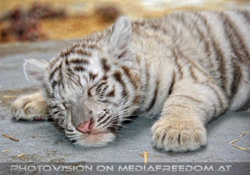 Kinderstube der wei�en Tiger Drillinge 61