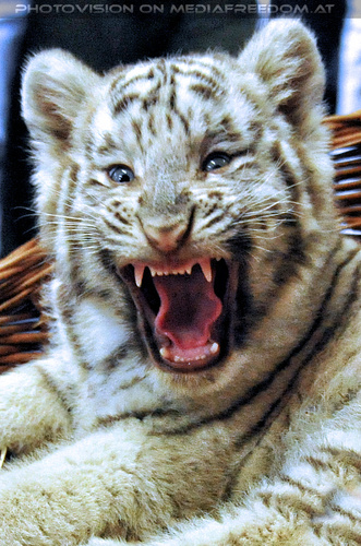 Wei�e Tigerbabys Nanu und Nena 04