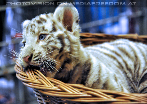 Wei�e Tigerbabys Nanu und Nena 05