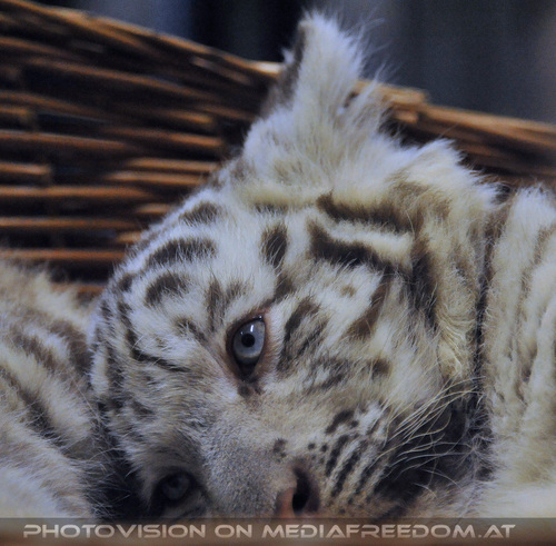 Wei�e Tigerbabys Nanu und Nena 25