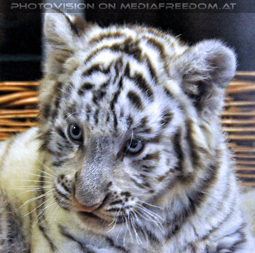 Wei�e Tigerbabys Nanu und Nena 26