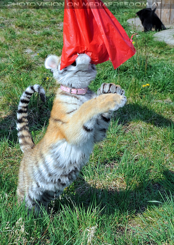 Im Tiger Baby Land 13