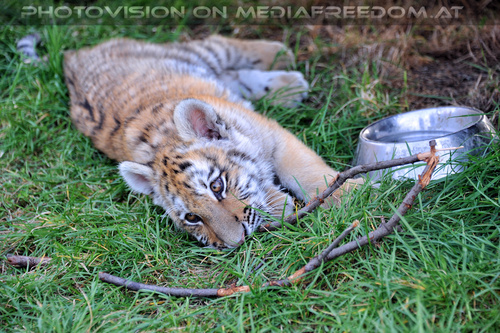 Im Tiger Baby Land 24