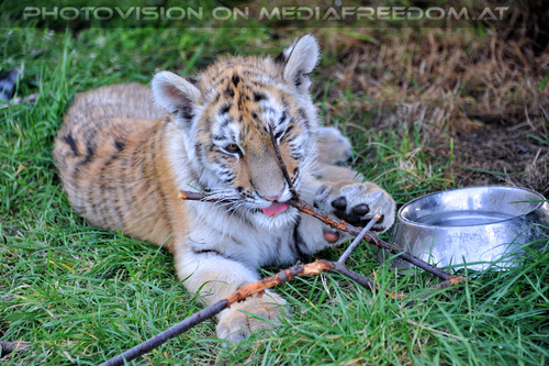 Im Tiger Baby Land 25