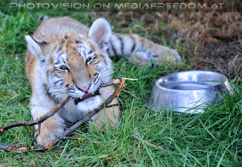 Im Tiger Baby Land 27