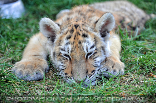 Im Tiger Baby Land 37