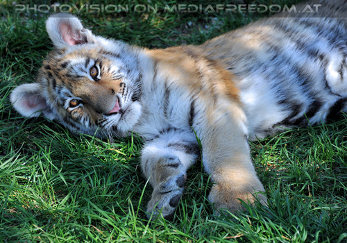 Im Tiger Baby Land 43