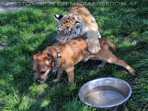 Im Tiger Baby Land 44