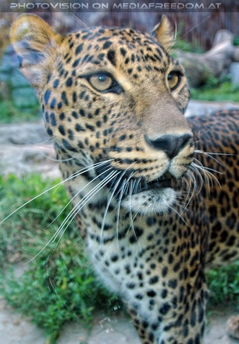 Die Leoparden 2