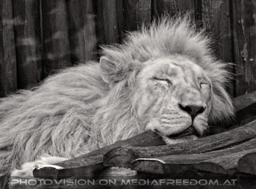 Die L�wen 01