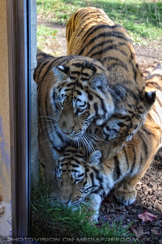 Drei neugierige sibirische Tiger