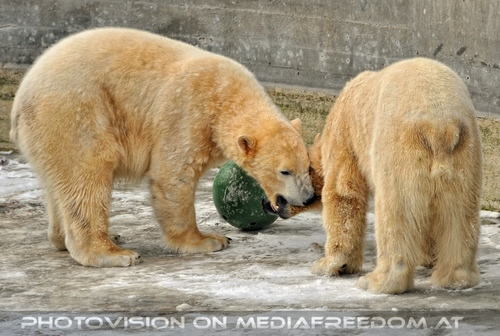 Eisb�ren im Schnee 04