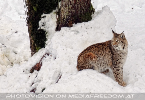 Eurasischer Luchs im Schnee