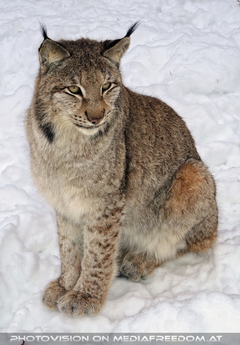 Eurasischer Luchs - Pix 01