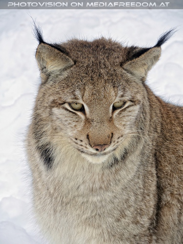 Eurasischer Luchs - Pix 02