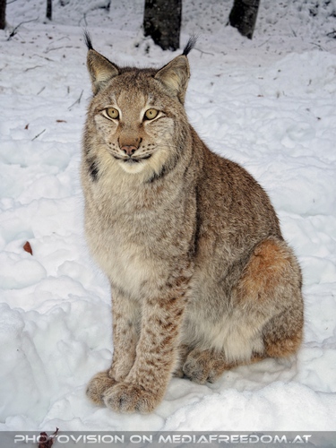 Eurasischer Luchs - Pix 05