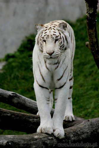 F�nflings Mama Burani