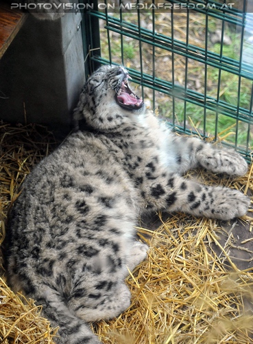 G�hnender Schneeleopard