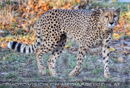 Gepard 2