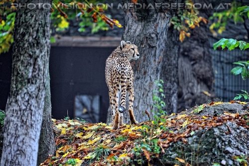 Gepard 3