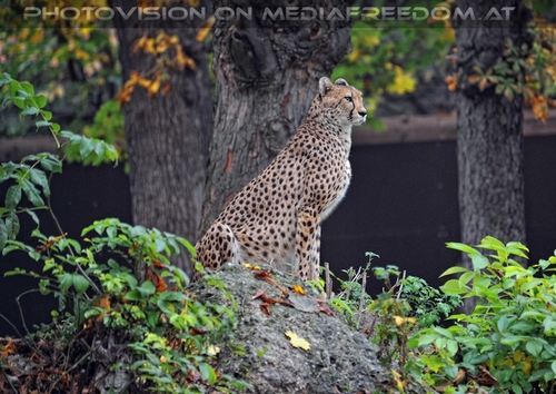 Gepard 4