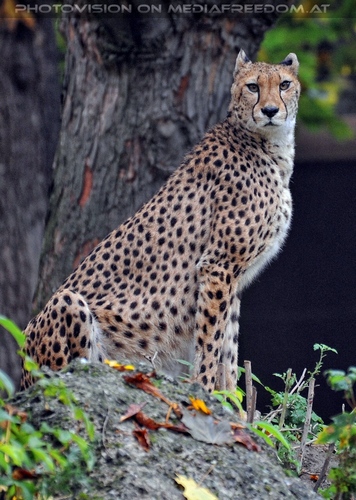 Gepard 5