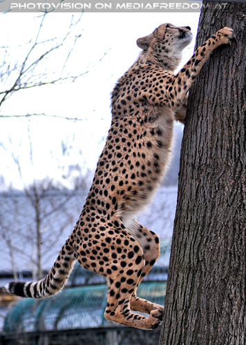 Gepard 6